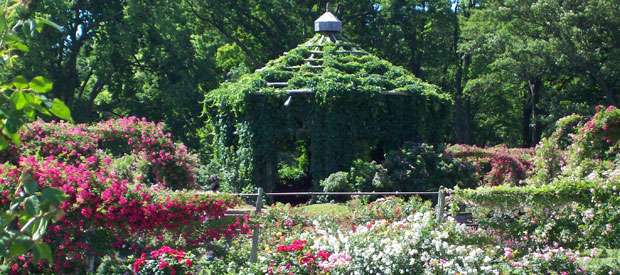 rose gazebo at Elizabeth Park