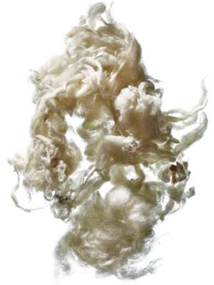 Wool photo by Adam Voorhes