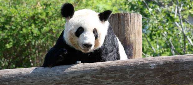Memphis Zoo
