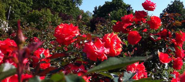 Maplewood Roses