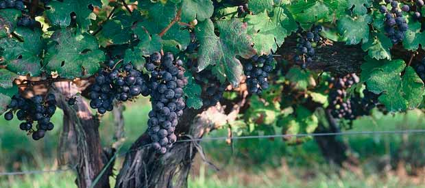 Virginia Wineries, Virginia Wine Country 