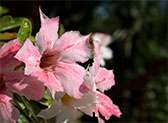 Queen Elizabeth II Botanic Park