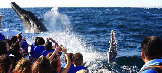 Whale Photo Safari with Cabo Adventures