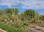 Desert Botanical Garden