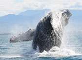 Whale Watching