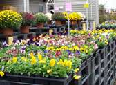 Greenville State Farmers Market