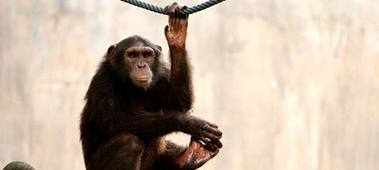 monkey