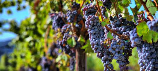 Arbor Crest Wine Cellars