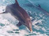 Dolphin Watch Key West