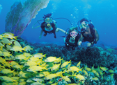 Snorkeling/Diving