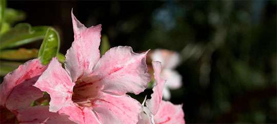 Queen Elizabeth II Botanic Park Grand Cayman