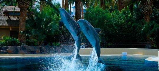 Dolphin habitat