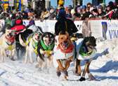 Iditarod Dog Sled Race