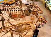 Houston Museum of Natural Science