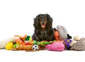 Barking Divas Chic Pet Boutique