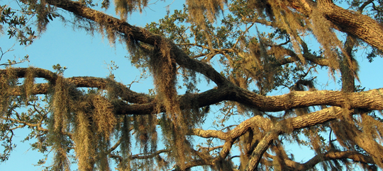 Hopsewee Plantation