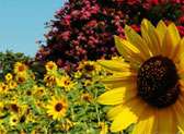 Norfolk Botanical Garden