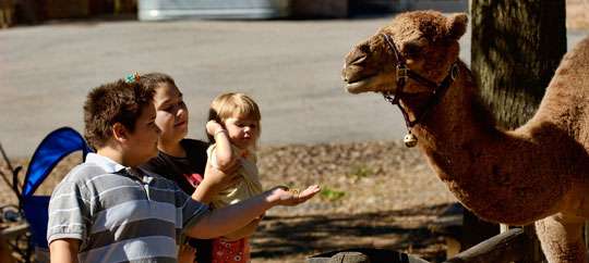 Knoxville Zoo