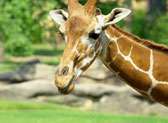 Little Rock Zoo