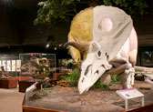 Museum of the Rockies