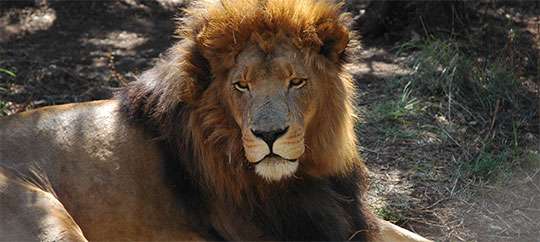 Rhino and Lion Reserve
