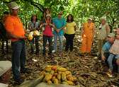The Cocoa Trail (El Sendero del Cacao)