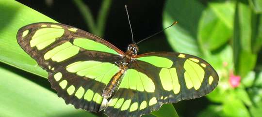 The Butterfly Farm
