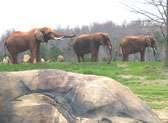 North Carolina Zoo