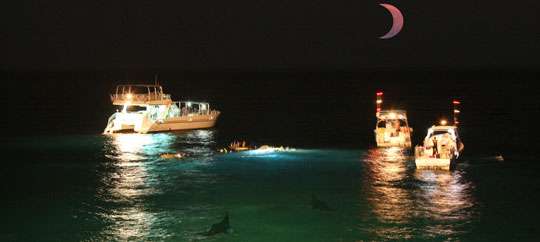 Manta Ray Night Dive