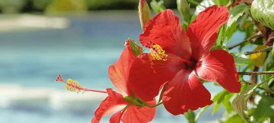 hibiscus