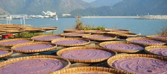 Tai O Fishing Village