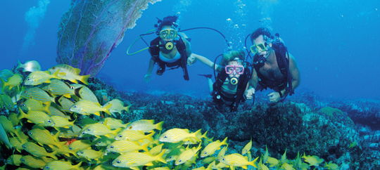 Snorkeling/Diving