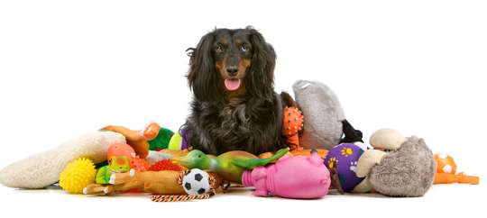 dog with toys