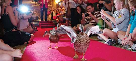 Peabody Ducks