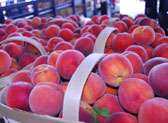 South Carolina State Farmers Market