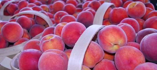 South Carolina State Farmers Market