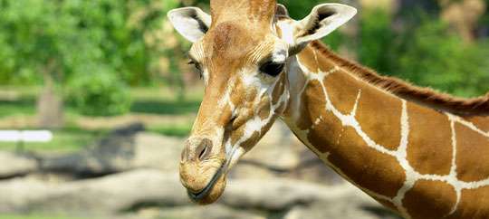 Little Rock Zoo