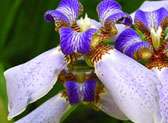 Hawaii Tropical Botanical Garden‎