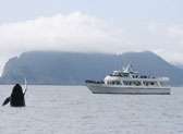 Prince William Sound Glacier Cruise