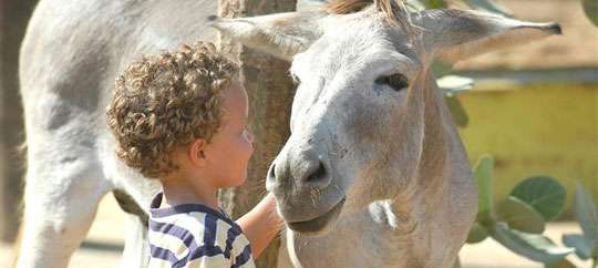 Donkey Sanctuary Aruba