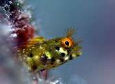 Captain’s Corner Dive Center