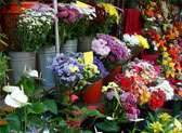 Jamaica Flower Market