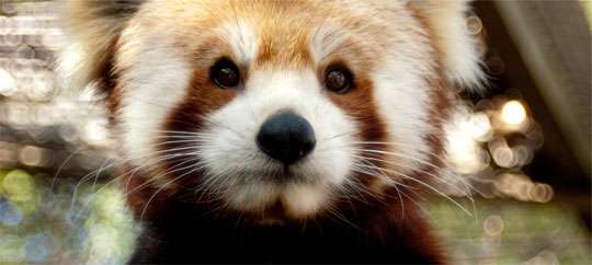 Greenville Zoo