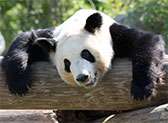 Memphis Zoo