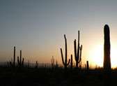 Saguaro National Park