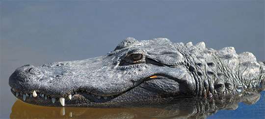 Gatorland