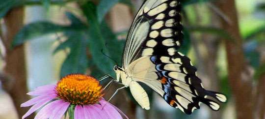 The Butterfly Estates