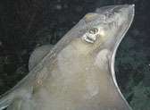 Night Snorkeling