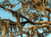 Hopsewee Plantation