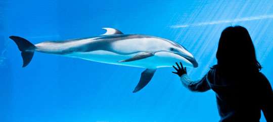 Shedd Aquarium